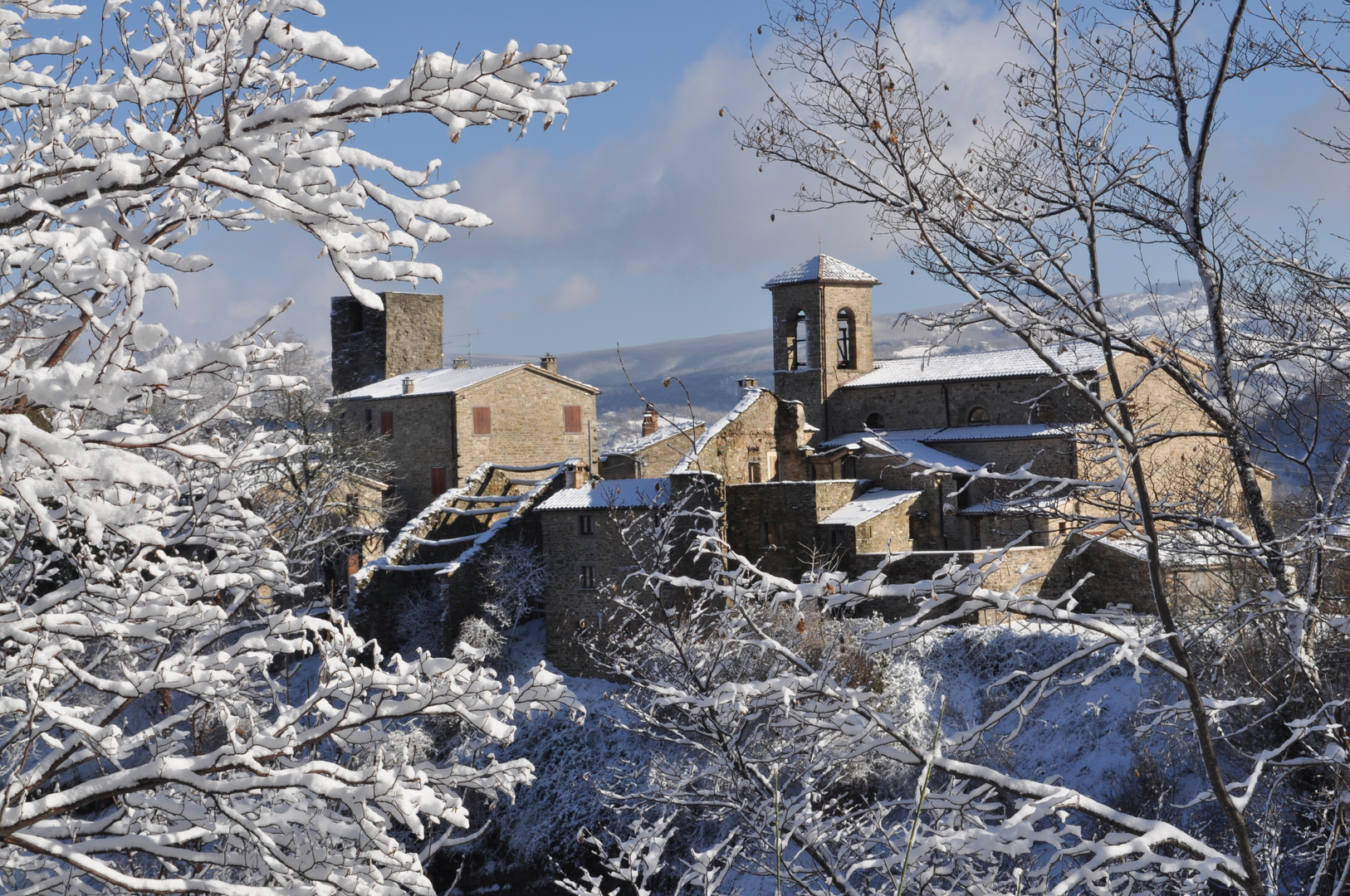 Gattara con neve