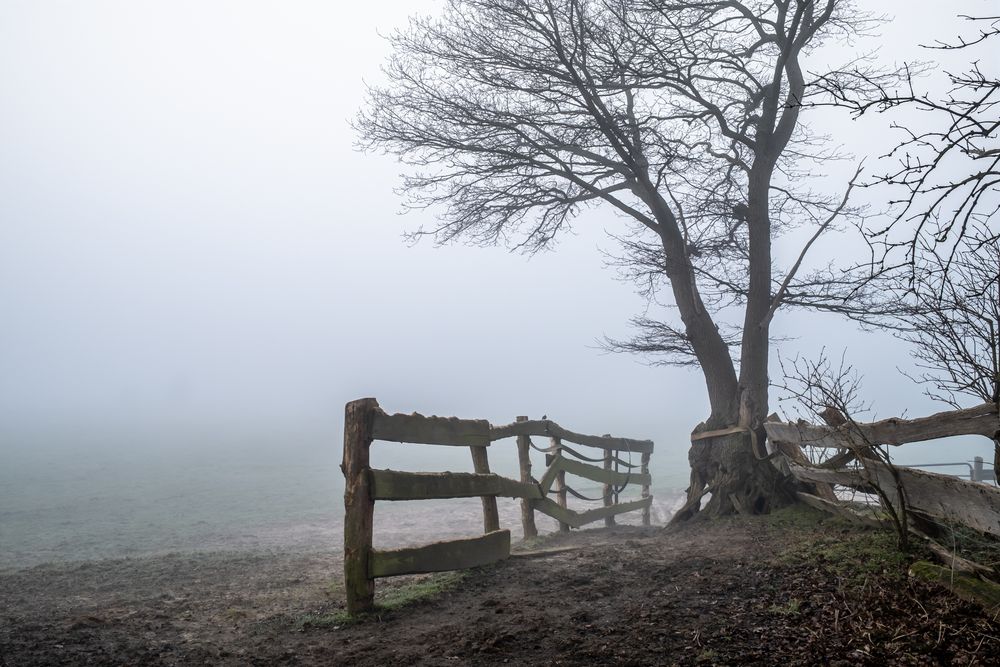 Gatter im Morgennebel