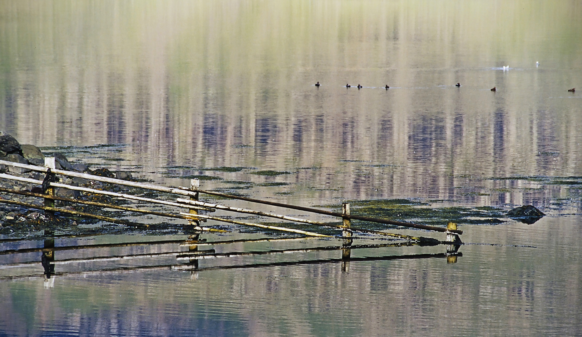 Gatter im  Wasser