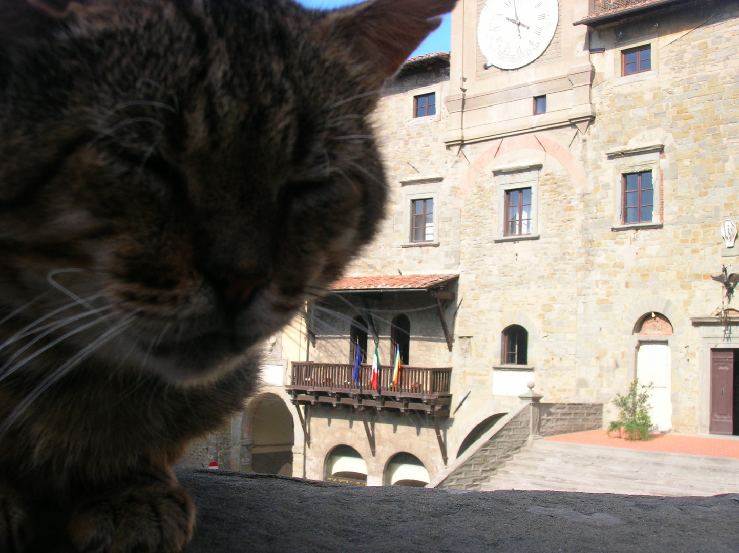 Gatti a Cortona