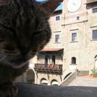 Gatti a Cortona