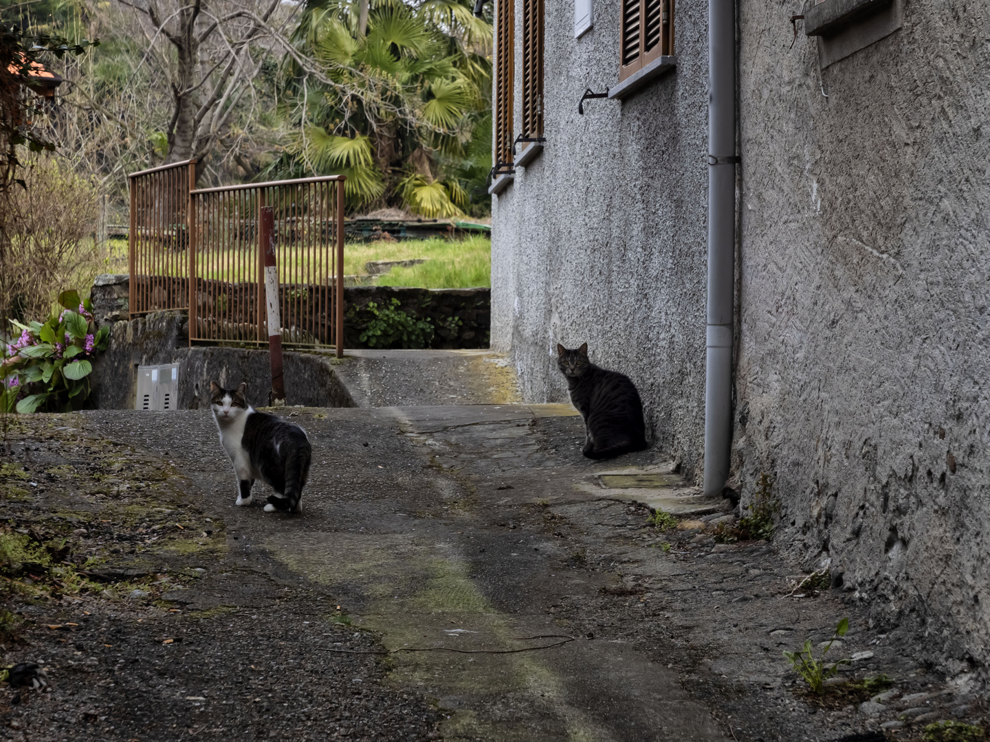 Gatti di Castello