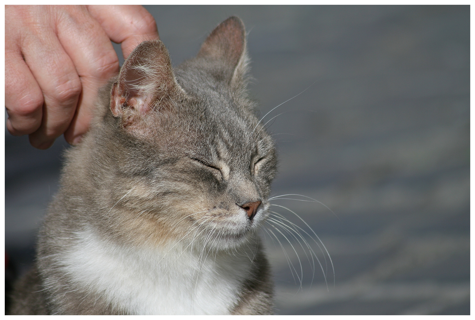 Gatti di Roma 3