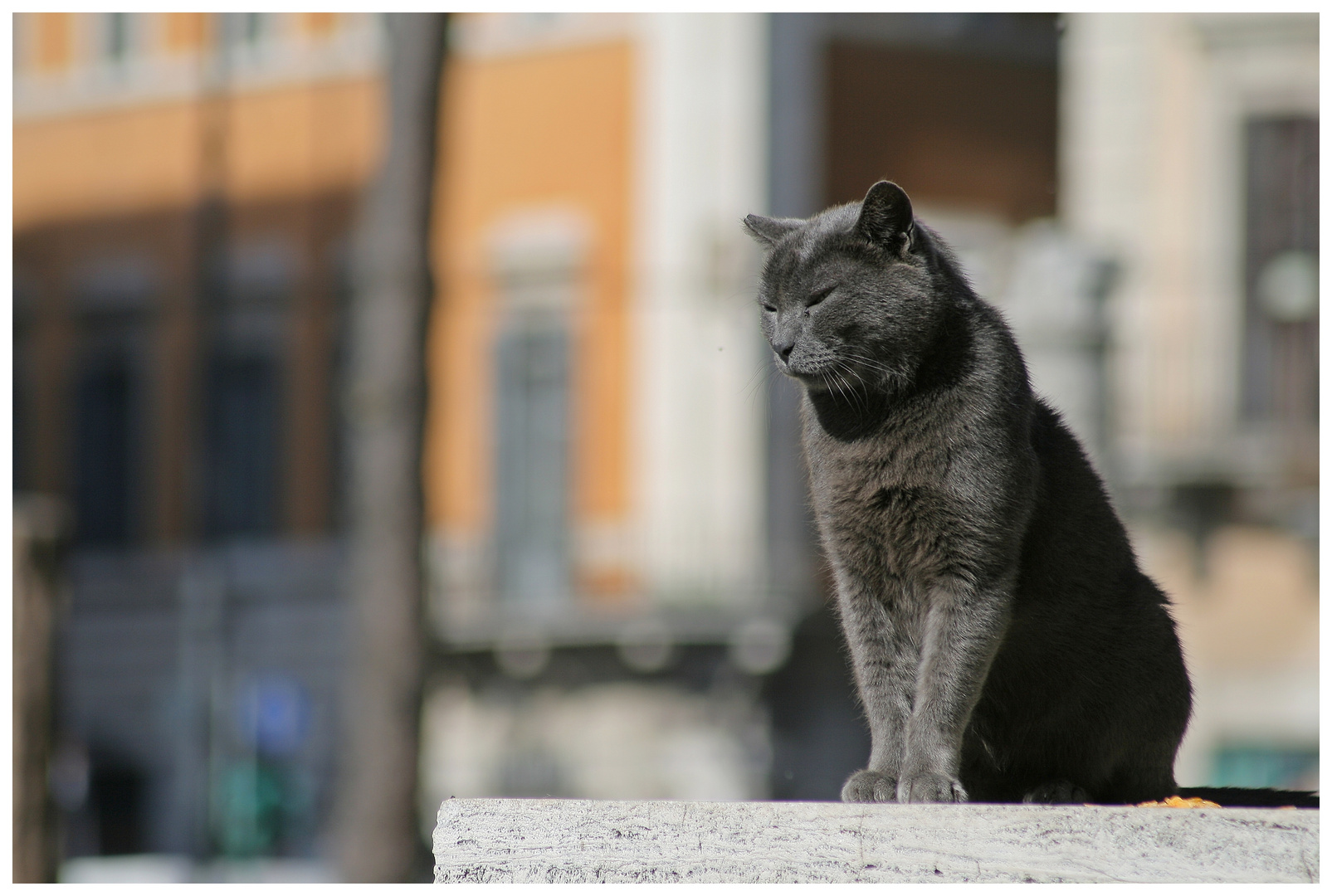 Gatti di Roma