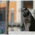 Gatti di Roma