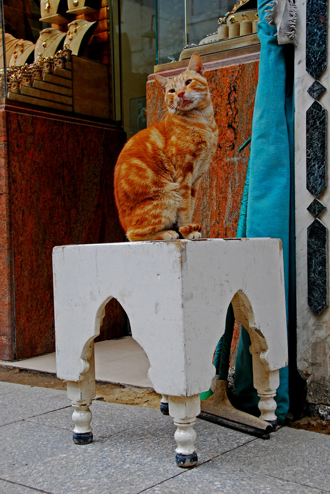 Gatti d'oriente