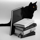 gatti e libri neri
