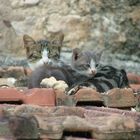 Gatti su un tetto