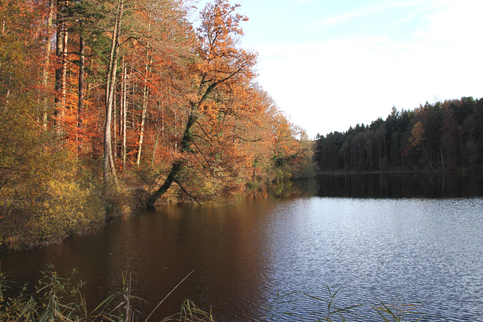 Gattiker Waldweiher im Herbst