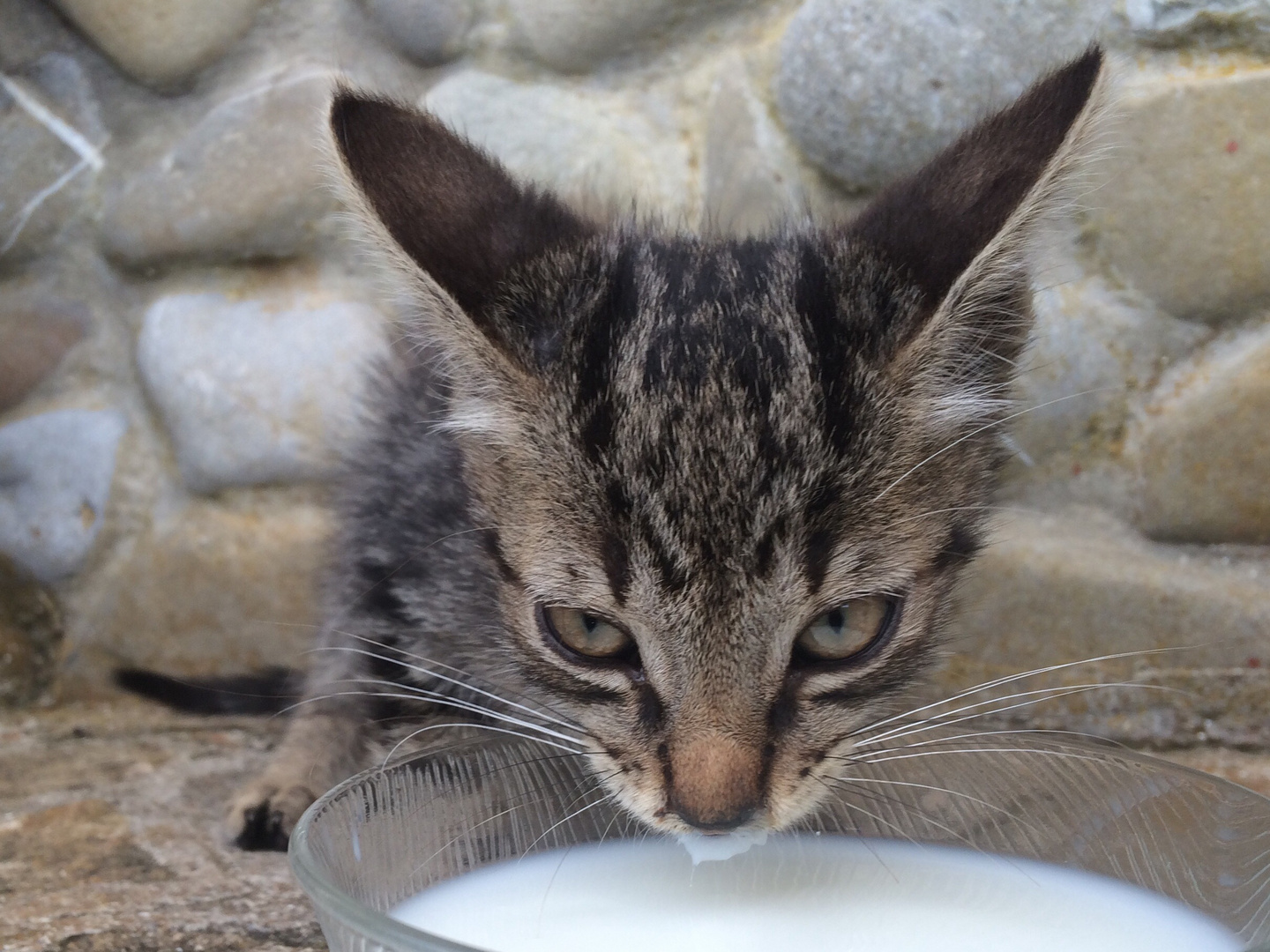 Gattino assetato