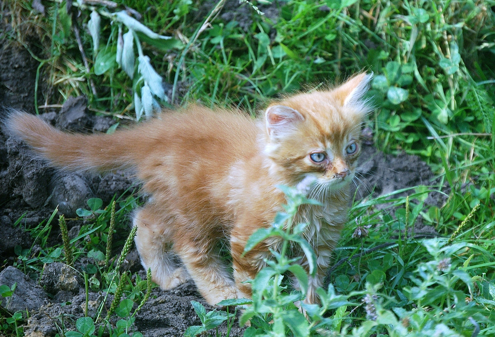 Gattino curioso !