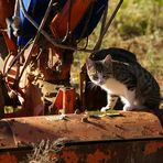 Gatto agricoltore