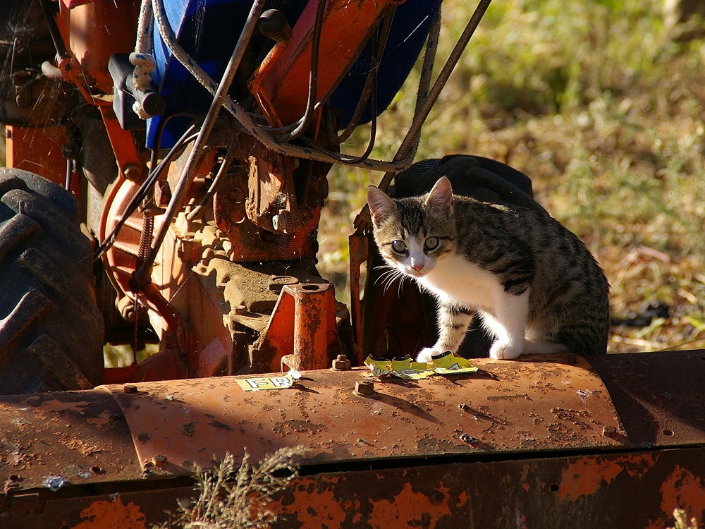 Gatto agricoltore