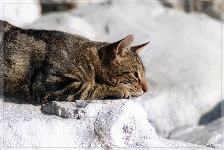 Gatto al sole di Napoli