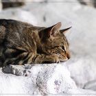 Gatto al sole di Napoli