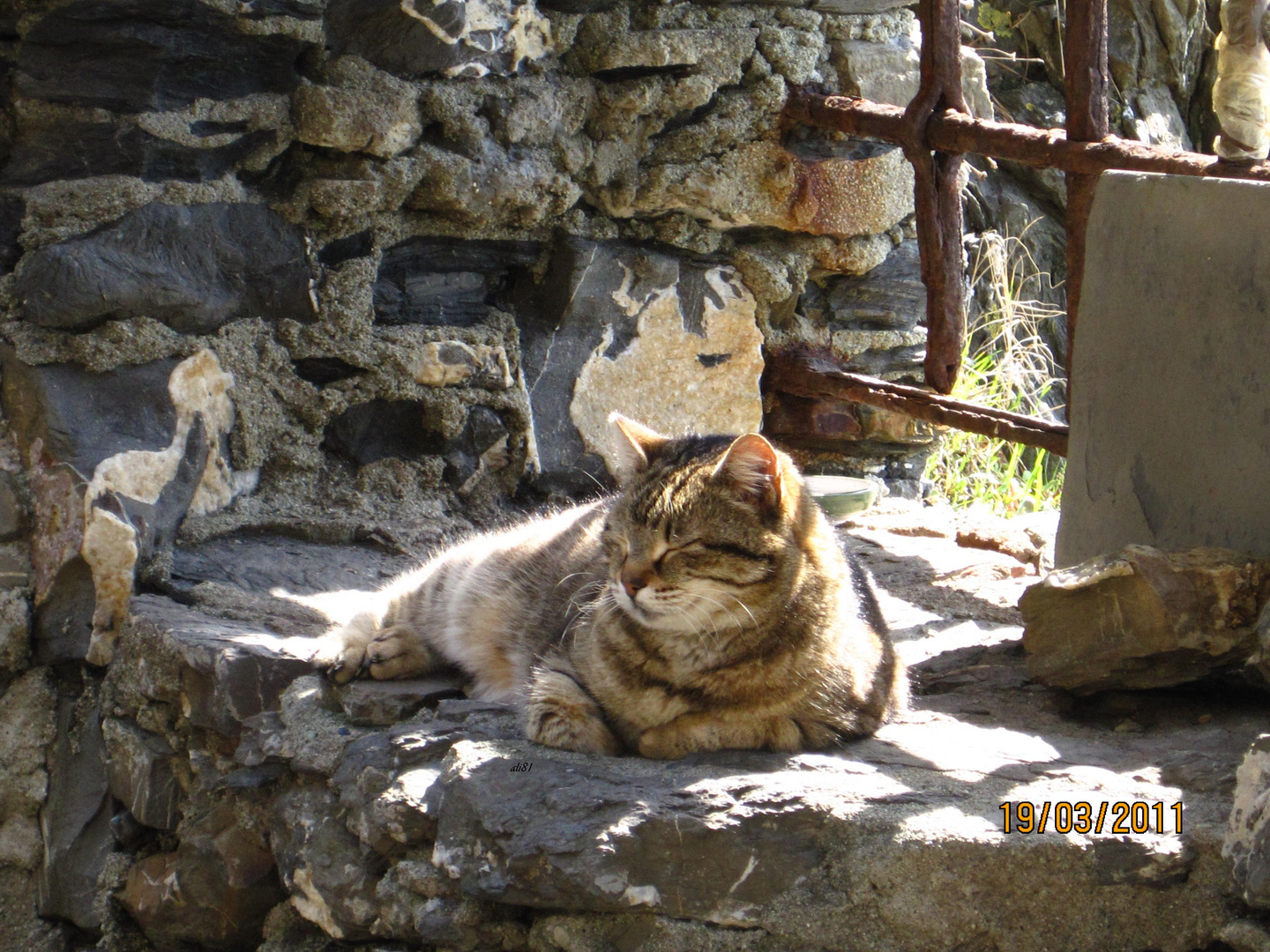 Gatto al sole primaverile