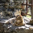 Gatto al sole primaverile