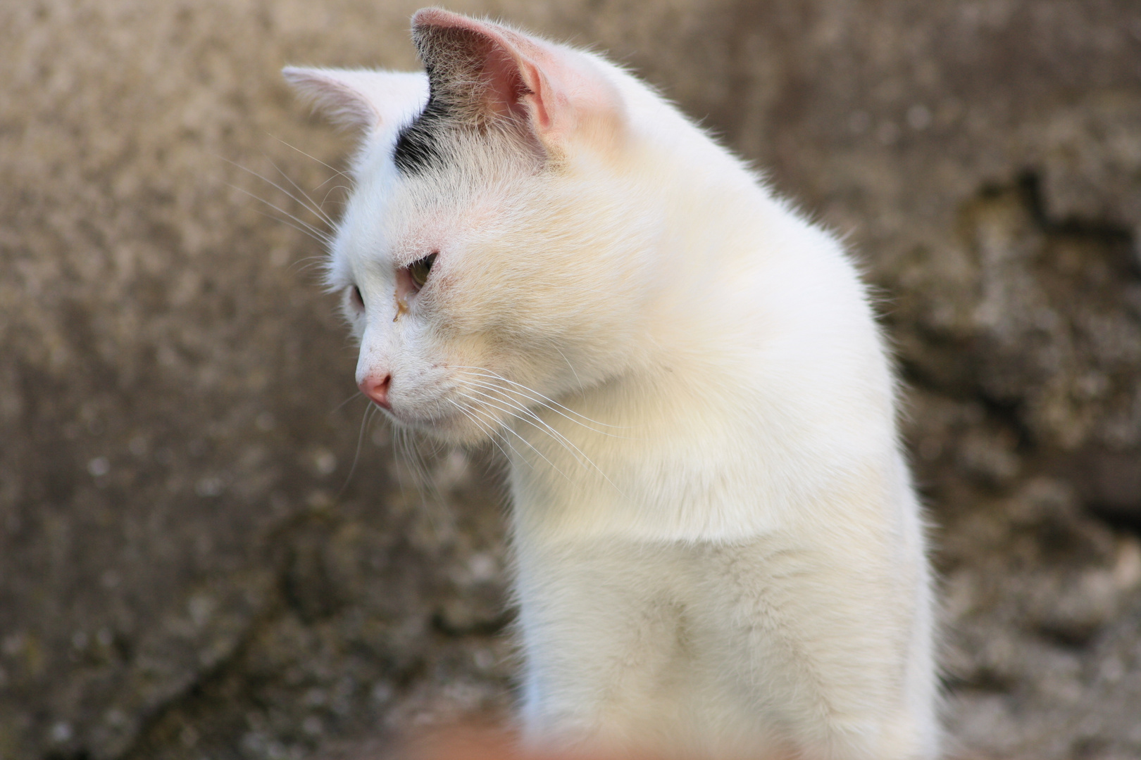 gatto bianco