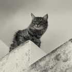 gatto b/w