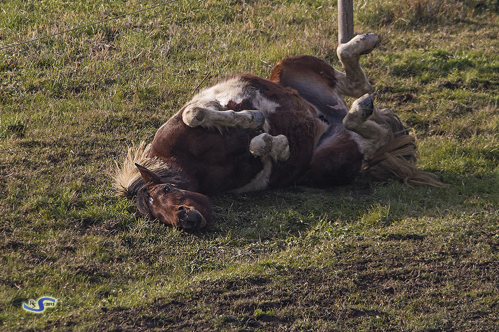 Gatto-Cavallo