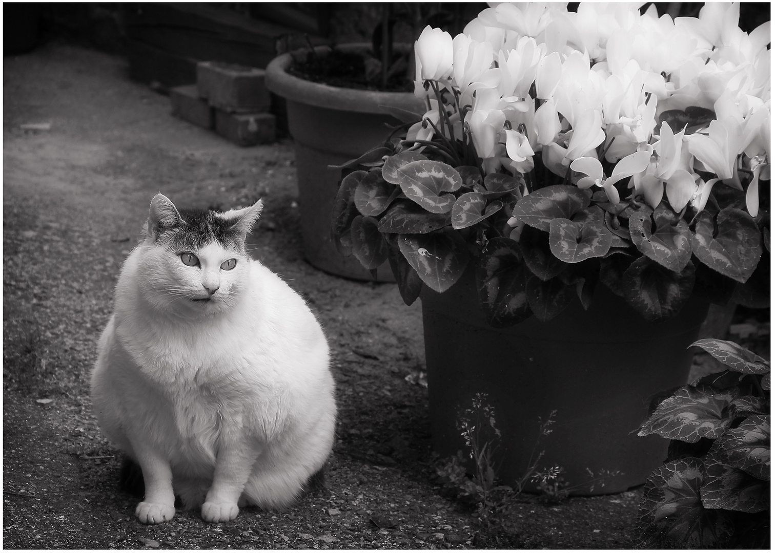 Gatto con vaso di fiori