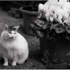 Gatto con vaso di fiori