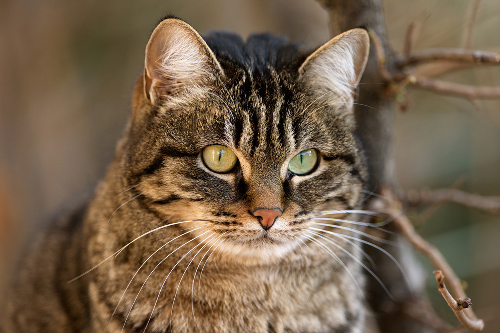 Gatto curioso