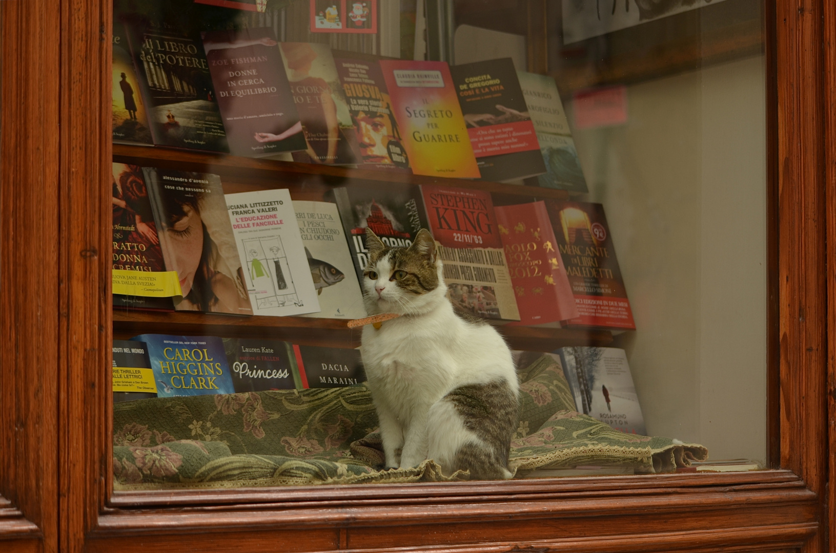 Gatto da biblioteca