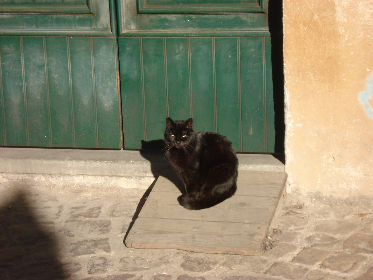 gatto da guardia