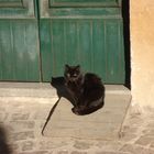 gatto da guardia