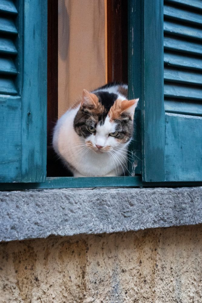 Gatto da guardia