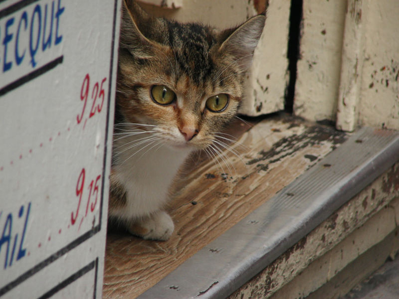 Gatto da guardia