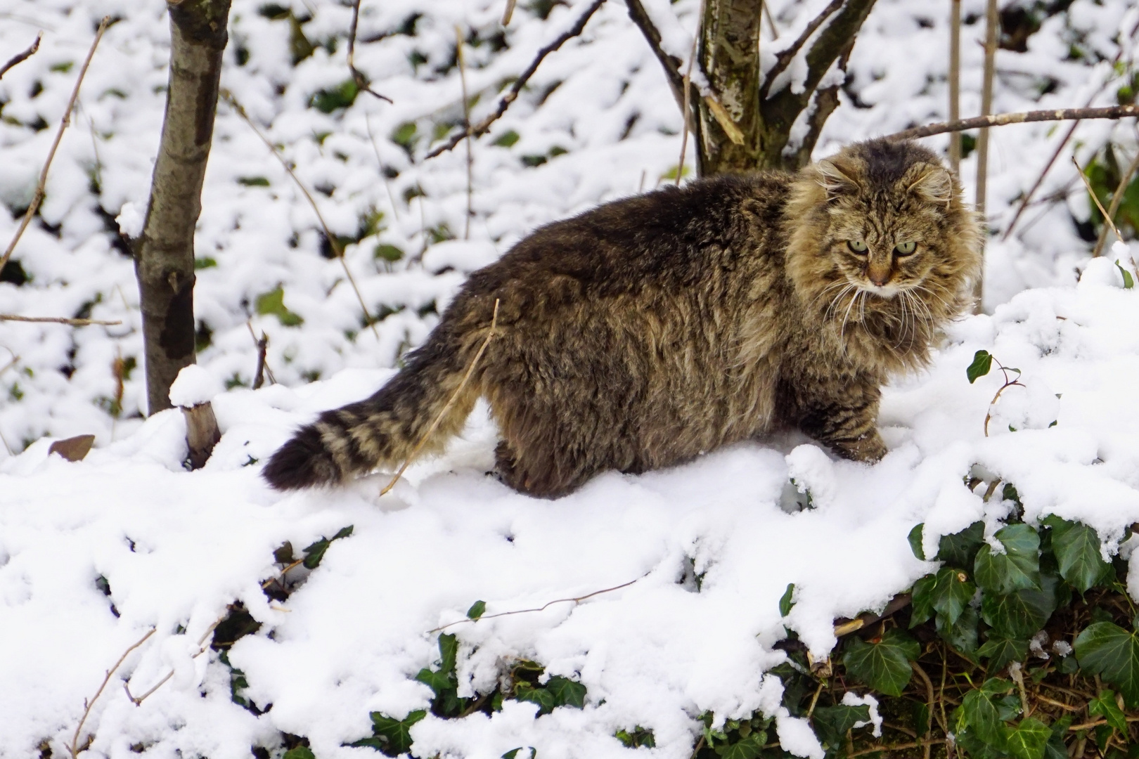 Gatto delle nevi... 