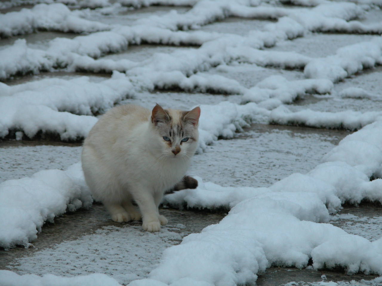 gatto delle nevi.... vecchio amico