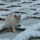 gatto delle nevi.... vecchio amico