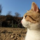 gatto di campagna