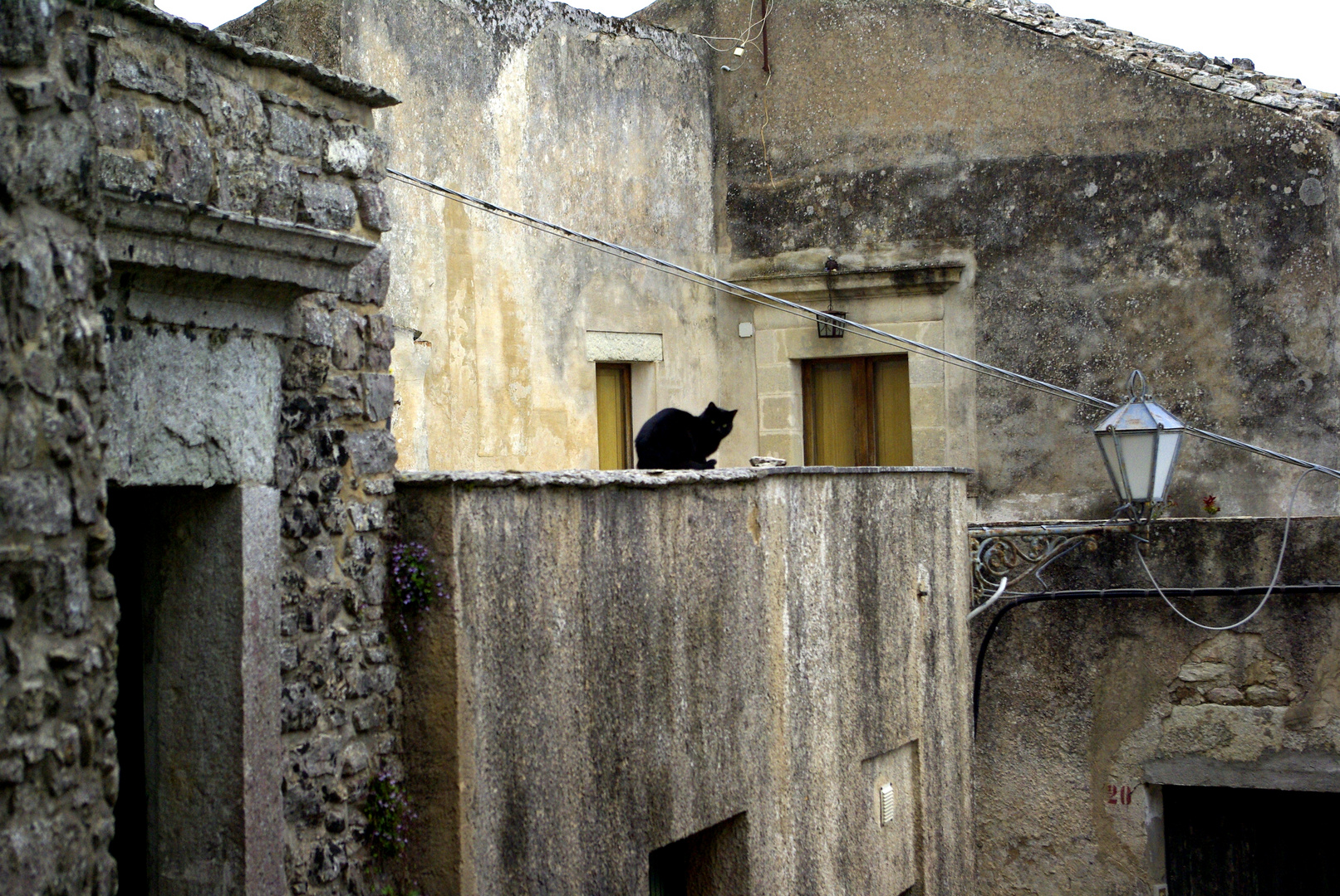 Gatto di Erice