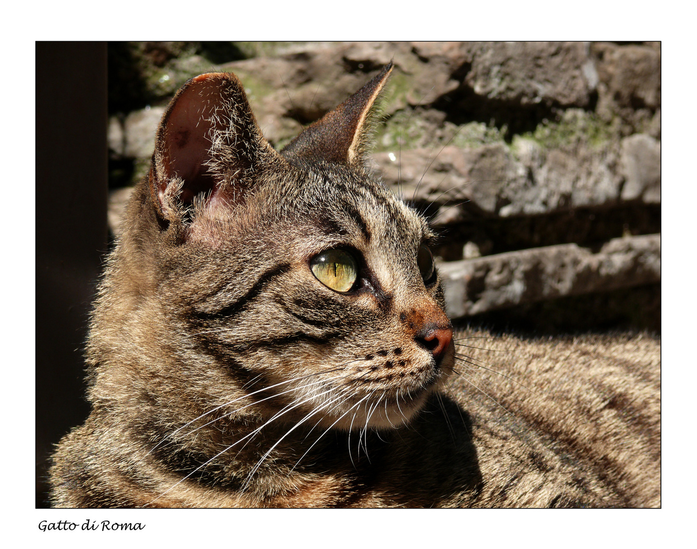 Gatto di Roma 4