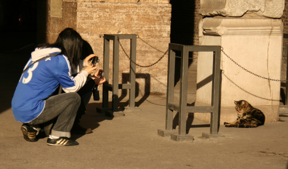 Gatto di Roma