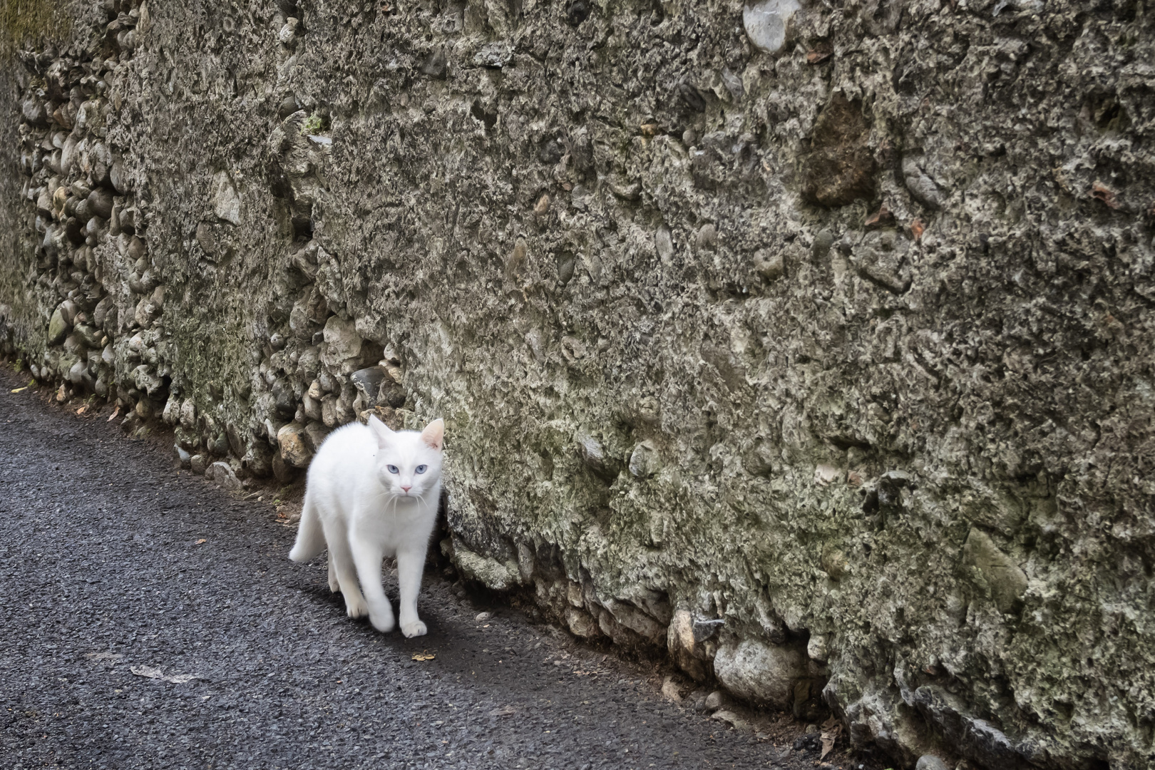 Gatto di Ronchiano