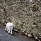 Gatto di Ronchiano