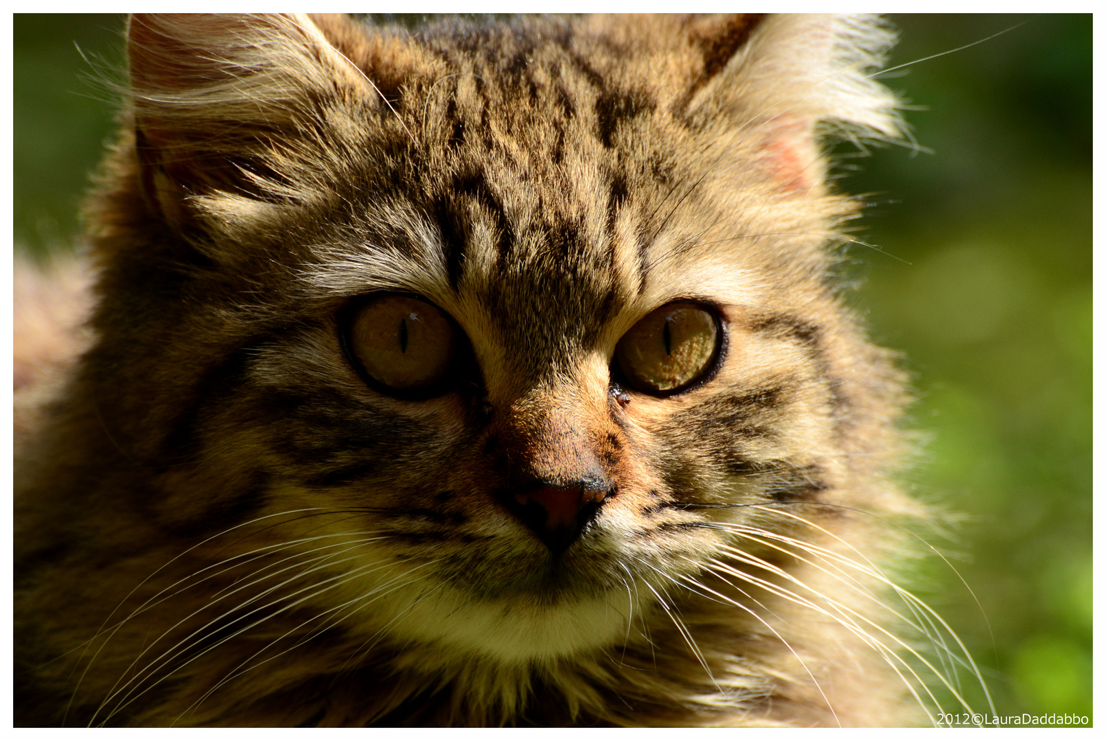 gatto d'Istanbul