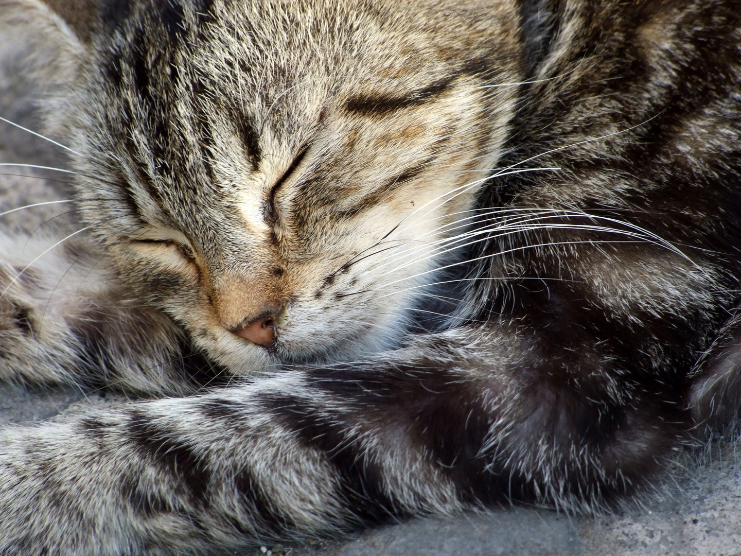 " Gatto dormiente"