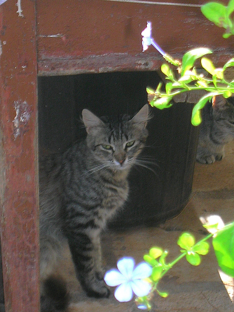 Gatto E Fiori Foto Immagini Animali Animali Domestici E Da