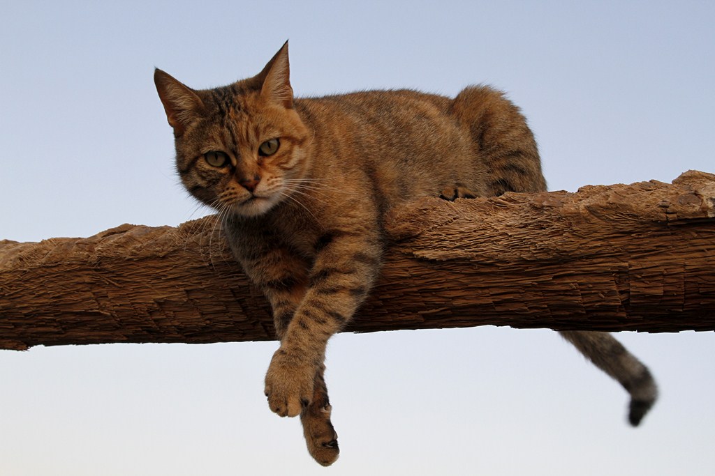 gatto egiziano