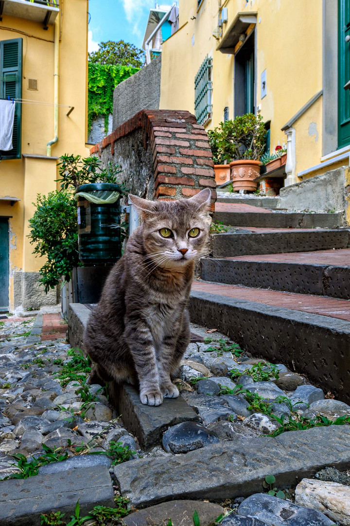 Gatto genovese di Boccadase