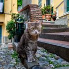 Gatto genovese di Boccadase