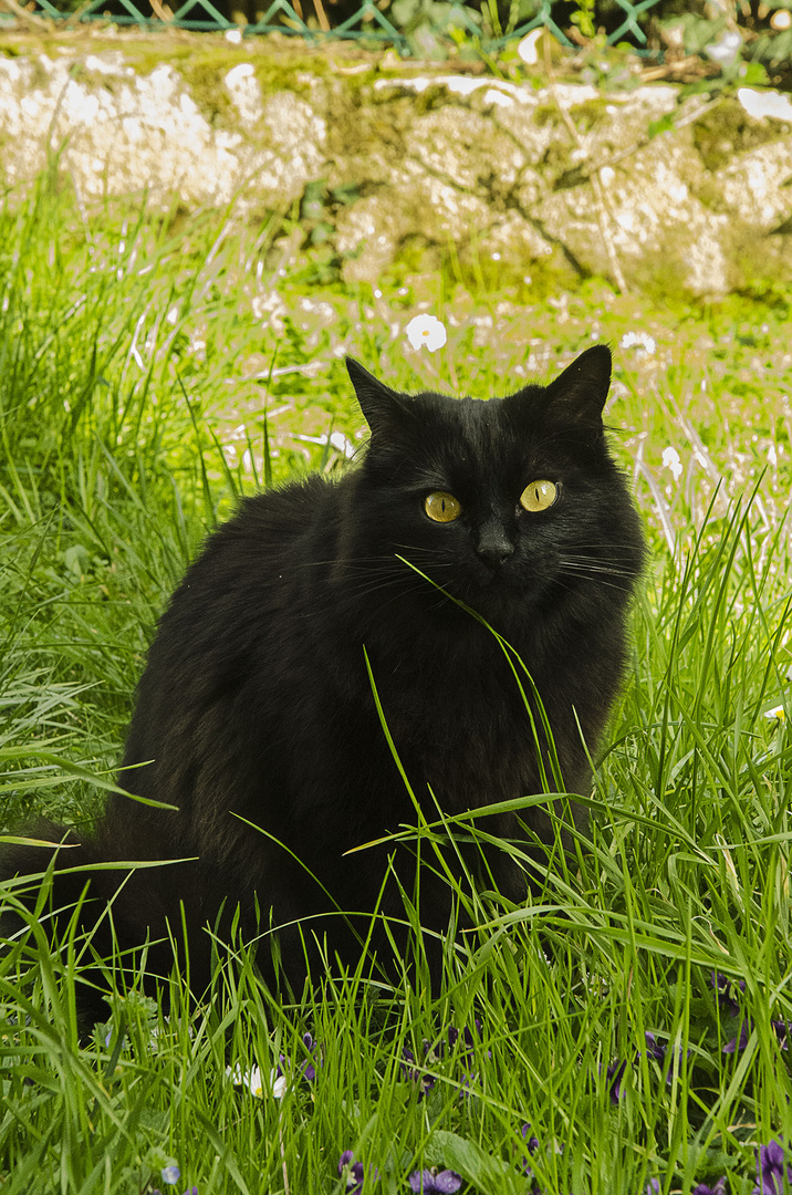 Gatto in erba. Cat in grass