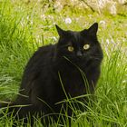 Gatto in erba. Cat in grass