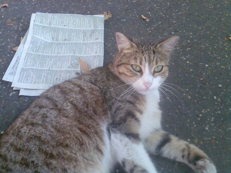 gatto in lettura